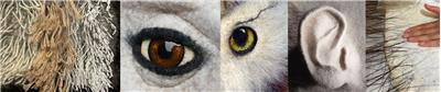 Vrouw Wolle - Samples-Towards a Fantasy Mask